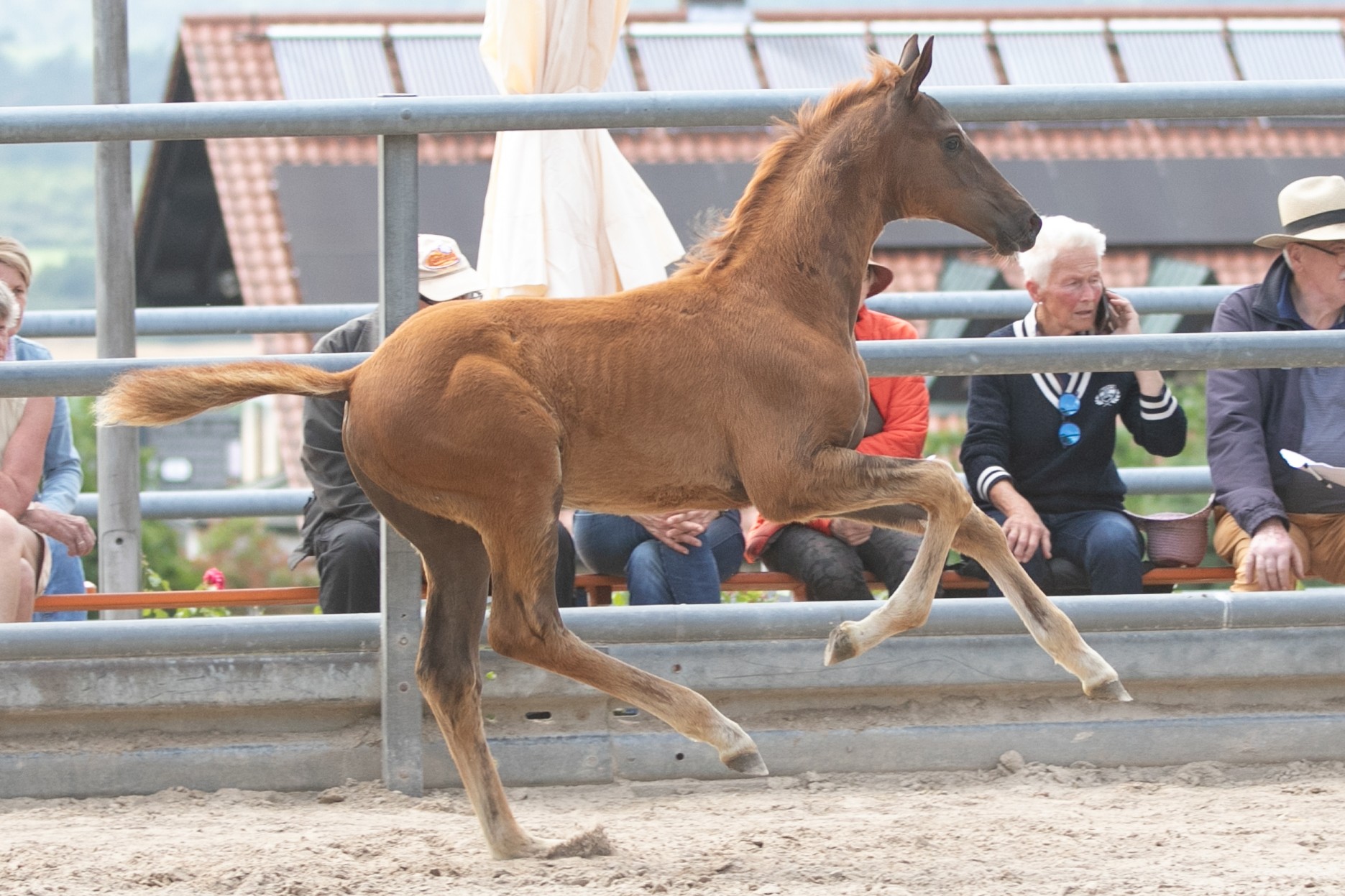 Donaurubin als Fohlen im Trab im Präsentationsring