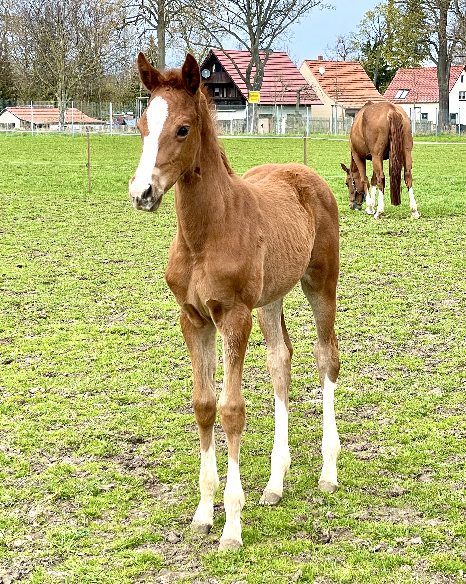 Renelle als Fohlen auf der Weide, ihre Mutter grast im Hintergrund