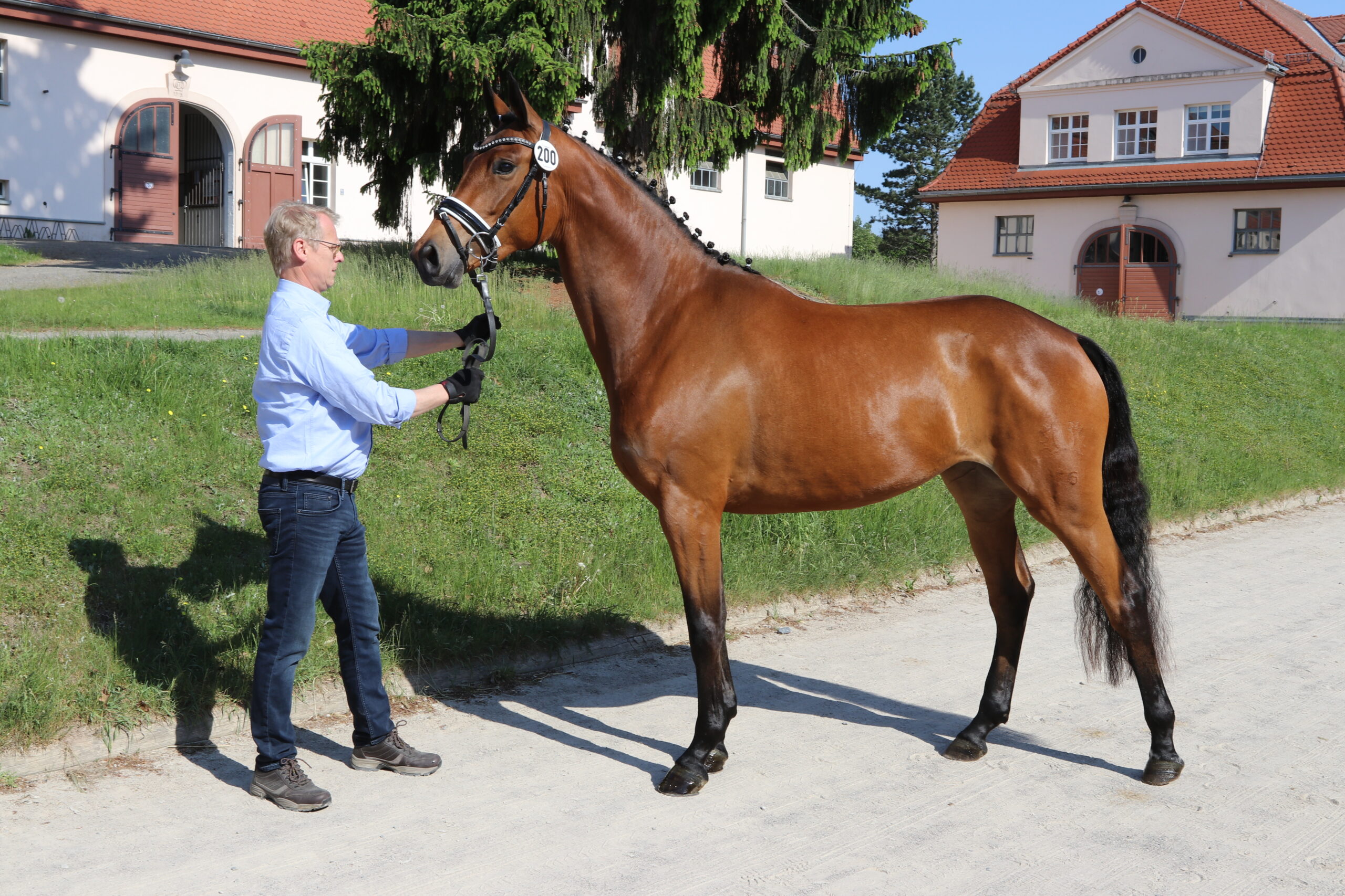 Rockafina vor den Stallungen des Neuen Hofs in Moritzburg