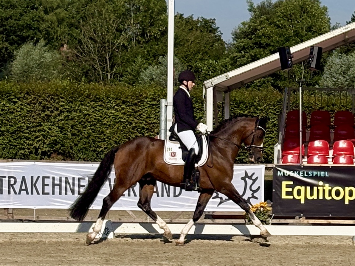 Rockingham zum Trakehner Bundesturnier