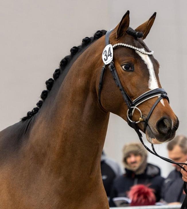 Portrait von Rockingham zur Körung 2022