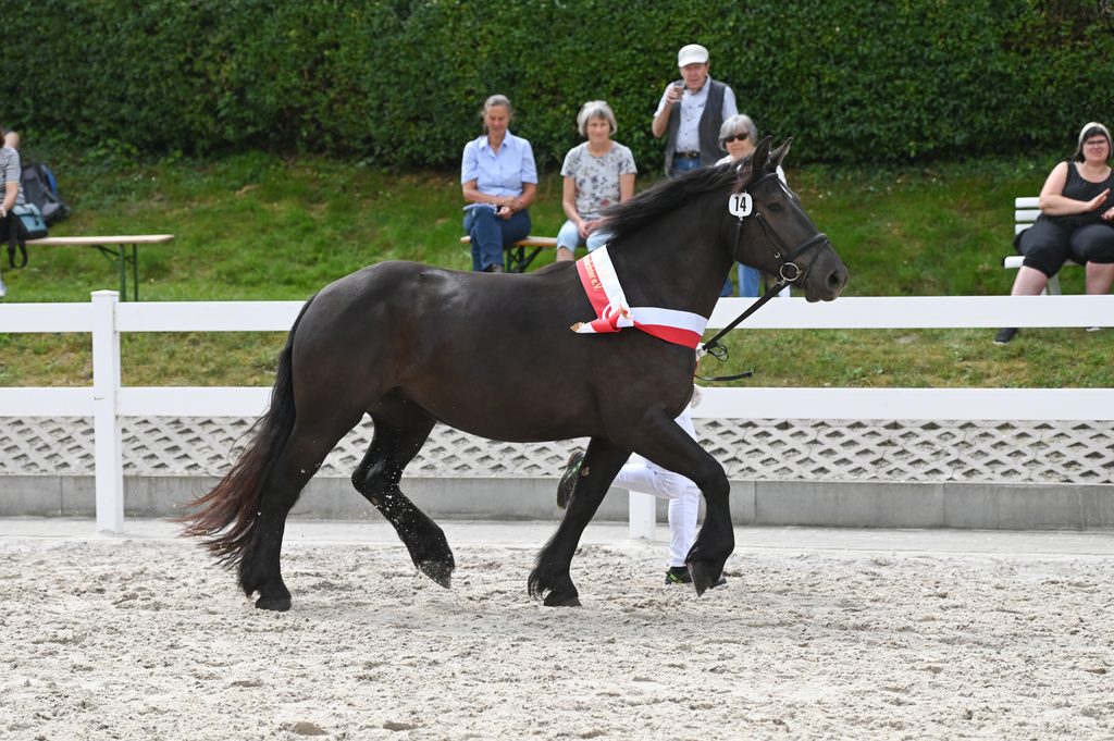 Ellena von Gransee als Siegerstute des Thüringer Stutenchampionats 2025