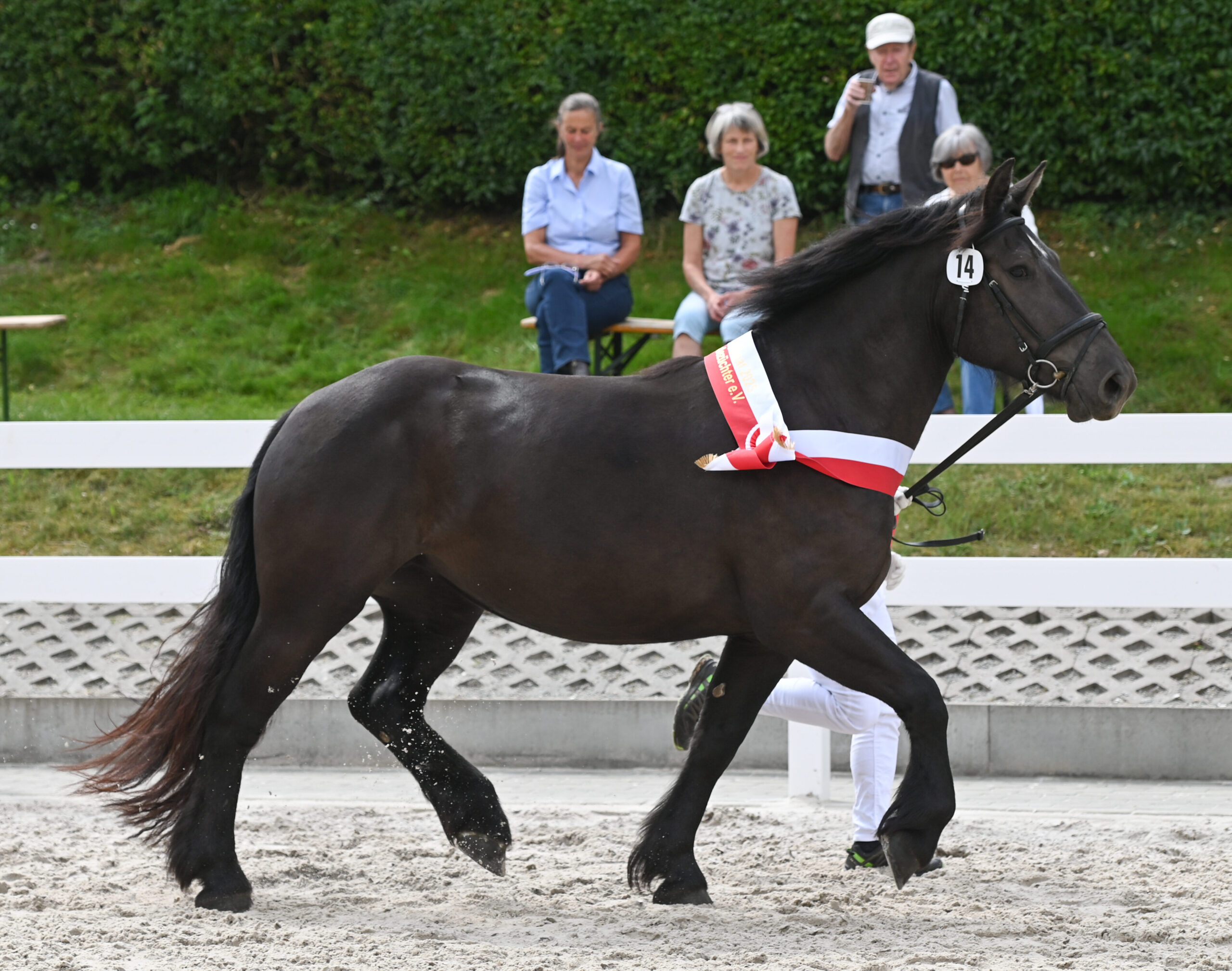 Rheinisch-Deutsche Kaltblutstute Ellena von Gransee