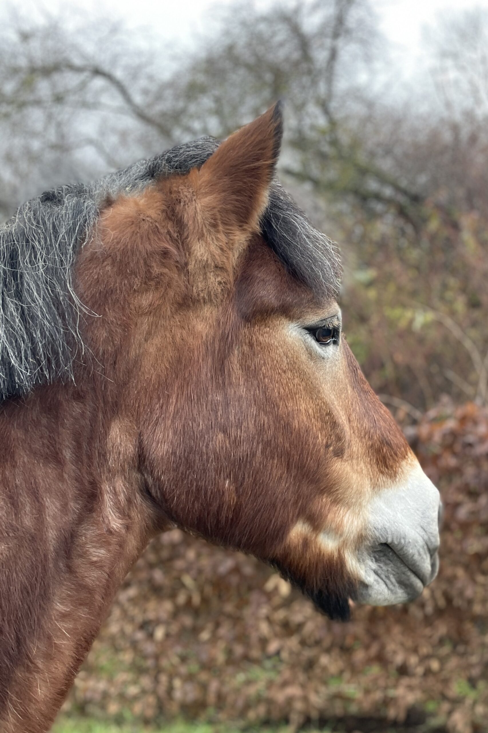 Seitliches Kopfporträt von Valeria vor herbstlichen Bäumen