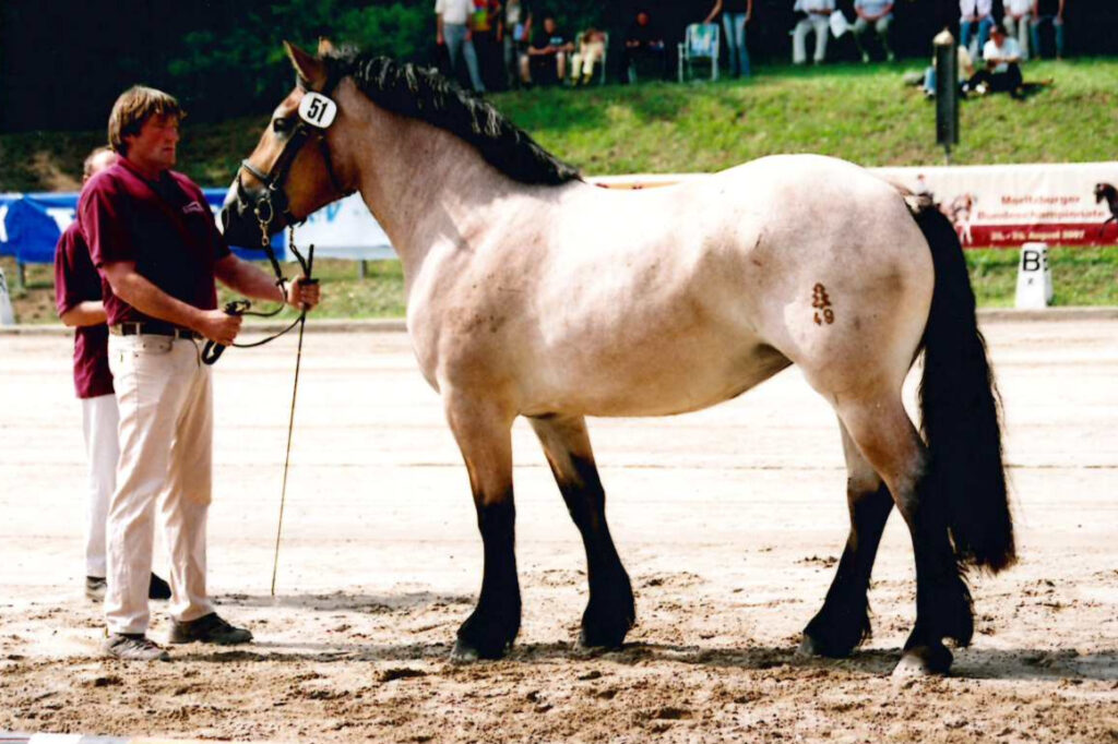 Valeria zum Stutenchampionat