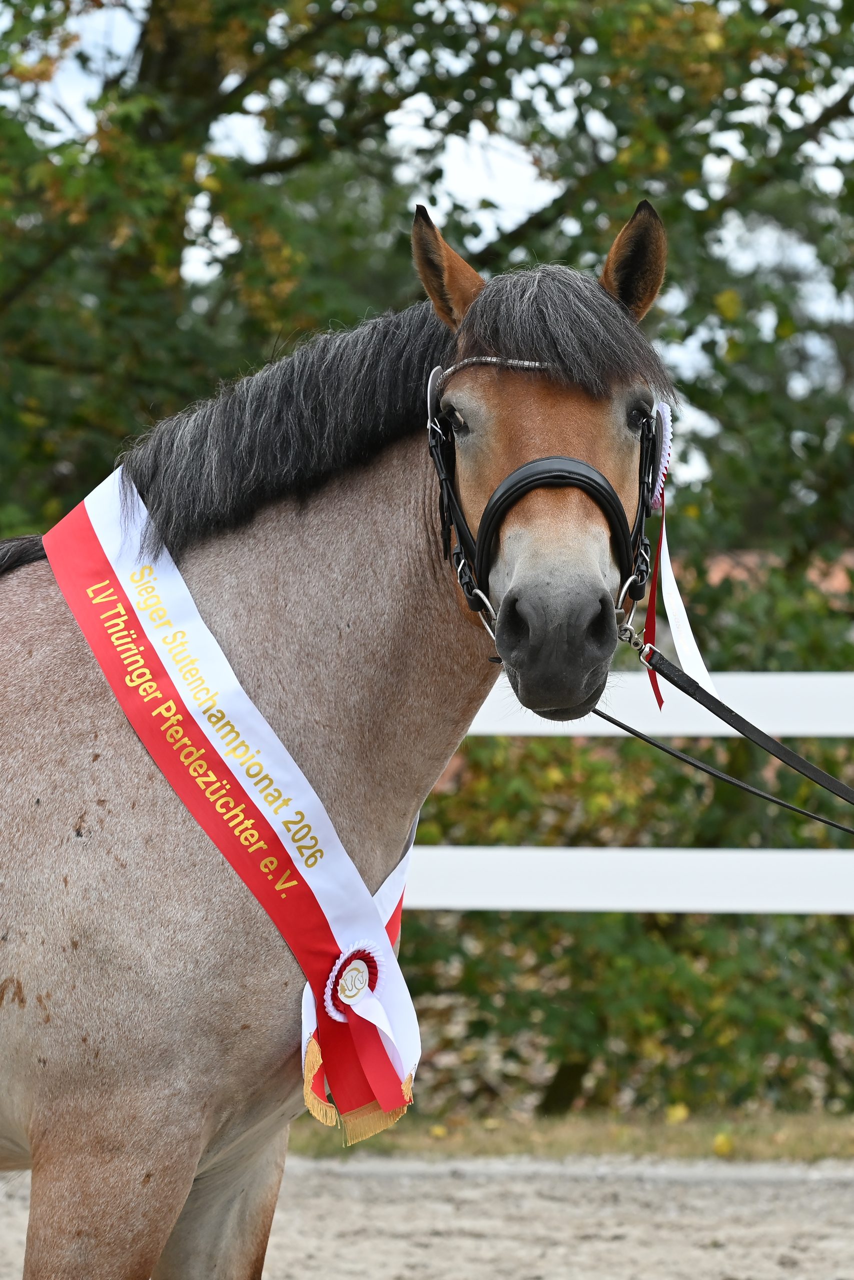 Valerie als Siegerstute des Thüringer Stutenchampionats 2026